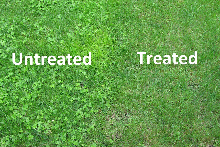 Treated vs. untreated lawn